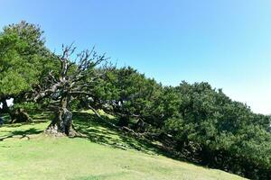 fanal floresta - seixal, Portugal foto