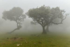 fanal floresta - seixal, Portugal foto