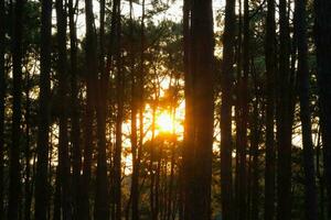 lindo pinho floresta panorama com luz solar brilhando através a árvores floresta árvores coberto com dourado luz solar antes pôr do sol. floresta panorama. foto