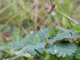 plantas com orvalho gotas foto