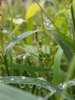 plantas com orvalho gotas foto