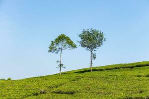 Visão do chá plantação, depois de alguns Editar% s. foto