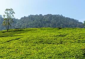Visão do chá plantação, depois de alguns Editar% s. foto