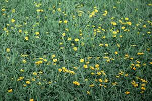 amarelo fofa flor dentro flor fundo e verde Relva foto