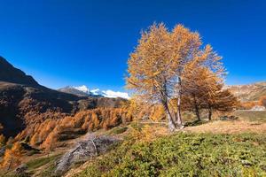 larício de outono colorido nas altas montanhas foto