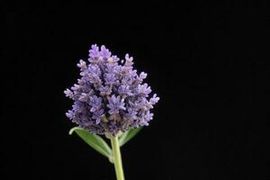 lavanda flor. fundo. ai generativo pró foto