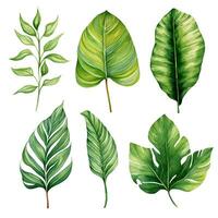 aguarela desenho, conjunto do tropical Palma folhas, monstera. tropical florestas, clipart foto