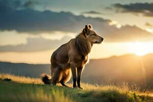 uma leão é em pé em uma Colina às pôr do sol. gerado por IA foto