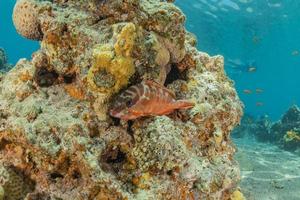 peixes nadam no mar vermelho, peixes coloridos, eilat israel foto