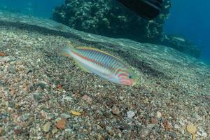 peixes nadam no mar vermelho, peixes coloridos, eilat israel foto