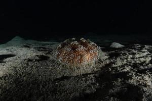 recife de coral e plantas aquáticas no mar vermelho, eilat israel foto