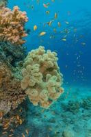 recife de coral e plantas aquáticas no mar vermelho, eilat israel foto