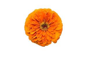 flor grande de zínia laranja isolada no fundo branco foto