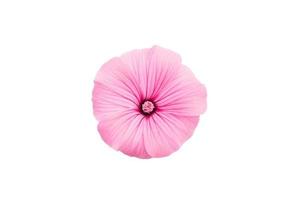 flor, botão e folhagem de lavatera rosa isolados contra o branco foto