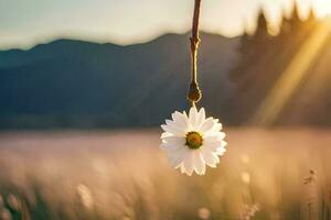 uma solteiro margarida flor suspensão a partir de uma videira dentro uma campo. gerado por IA foto