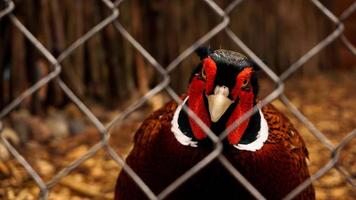 caçando faisão em uma gaiola. pássaros no zoológico ou fazenda foto