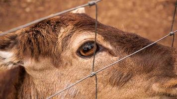 corço na gaiola do zoológico. foto de um animal atrás de uma rede de ferro