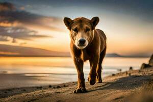 uma cachorro caminhando em a de praia às pôr do sol. gerado por IA foto