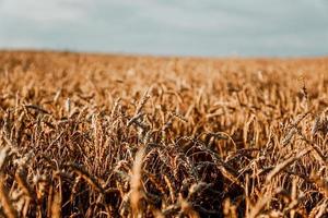 espigas de trigo. campo de trigo de verão. fundo natural natural foto