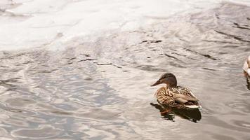 patos caminham sobre o derretimento do gelo. o gelo congelado foto