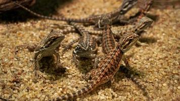 pequenos lagartos no terrário. animais no zoológico. foto