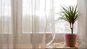 palmeira em vaso de flores no peitoril da janela em casa foto