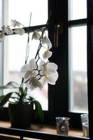 vaso de flores perto de uma grande janela. orquídea branca no parapeito da janela foto