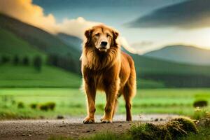 uma dourado retriever em pé em uma sujeira estrada dentro frente do uma montanha. gerado por IA foto