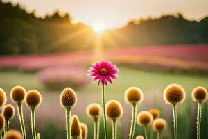 Rosa flor dentro a campo às pôr do sol. gerado por IA foto
