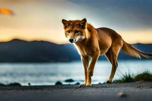 uma vermelho Lobo caminhando em a estrada às pôr do sol. gerado por IA foto