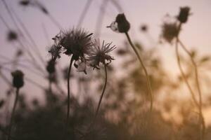 lindo pôr do sol com Relva flor dentro a jardim foto