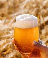 vidro do Cerveja dentro mão contra a fundo do trigo campo foto
