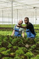 trabalho em equipe agricultores debate maneiras para resolver pragas ao controle problemas sem usando pesticidas. naturalmente crescido Comida cultivo dentro químico livre ambientalmente consciente local estufa foto