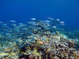 belos recifes de coral do mar vermelho