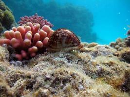 belos recifes de coral do mar vermelho
