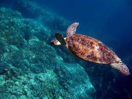 grande tartaruga verde nos recifes do mar vermelho