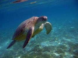 grande tartaruga verde nos recifes do mar vermelho foto
