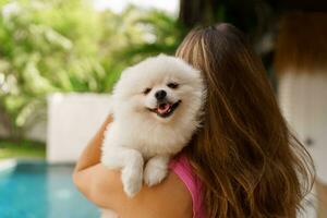 adorável brinquedo pomerânia cachorro dentro braços do Está amoroso proprietário. pequeno adorável cachorrinho com engraçado pele com bonita mulher. tropical moder villa em fundo. foto