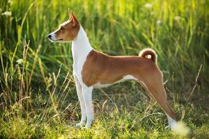 cão de caça raça basenji foto
