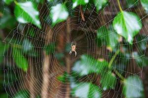 aranha marrom pendurada em uma teia foto