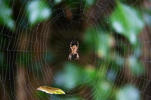 aranha marrom pendurada em uma teia de aranha foto