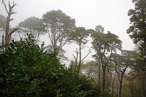 paisagem com grandes árvores no meio do nevoeiro foto