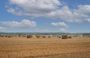 campo colhido com fardos de palha. foto