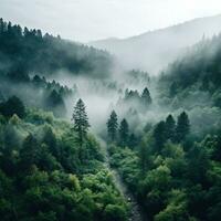 uma Alto ângulo tiro do uma floresta com uma branco névoa cobertura foto