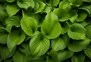 verde hosta folhas fundo ai gerado foto