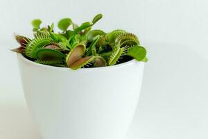 fechar-se Vênus flytrap. dionaea muscipula às lar. carnívoro plantar. tropical Vênus armadilha tentativas para capturar Está presa de estendendo Está delicado armadilhas. branco fundo foto