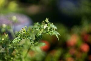 Pimenta folhas e Pimenta flor com borrão imagem. Pimenta flores estão em a árvore. fechar acima. foto