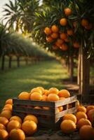 fresco laranjas dentro uma de madeira engradado com uma borrado fundo dentro a laranja fazenda, ai generativo foto