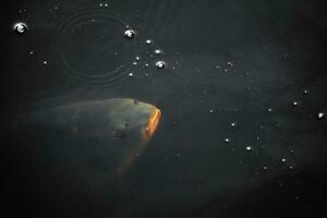 uma grande peixe às uma profundidade dentro Sombrio água. ar bolhas em a água su foto