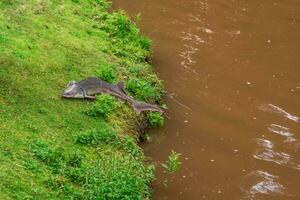 grande esturjão é deitado em uma gramíneo banco. a peixe saltou em terra. Reprodução do esturjão, pesca. foto